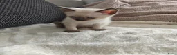 Siamese cats for sale: Beautiful Siamese Kittens (2 LEFT) - Advert 4