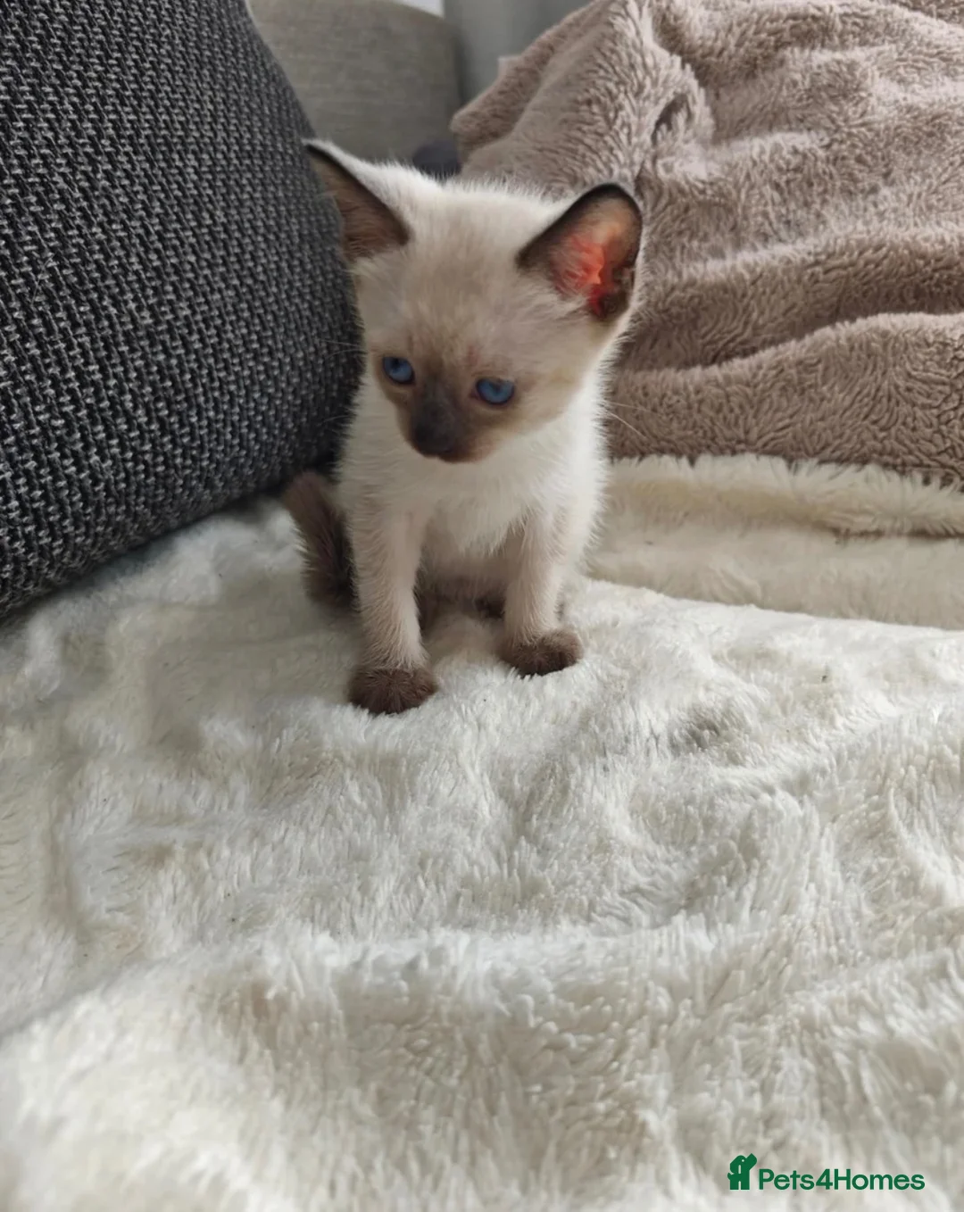 Siamese cats for sale: Beautiful Siamese Kittens (2 LEFT) - Advert 4