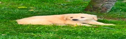 Golden Retriever dogs for sale: GOLDEN RETREIVER PUPPIES - Advert 10