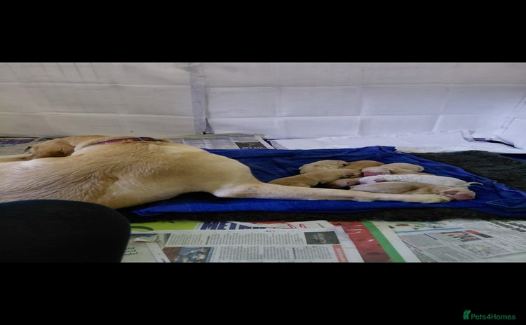 Labrador Retriever dogs - Advert 4