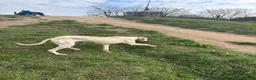 Mixed Breed dogs for sale: 14 month old whippet for sale  in London - Advert 2
