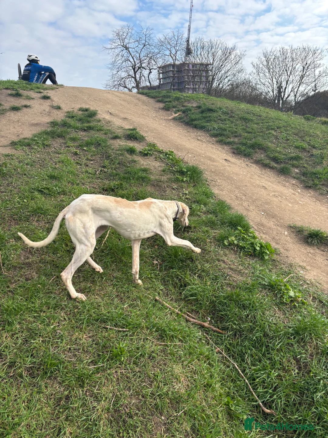 Mixed Breed dogs for sale: 14 month old whippet for sale  in London - Advert 2