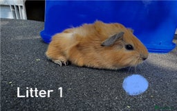 Guinea Pig rodents for sale: Baby Guinea Pigs For Sale - Image 3