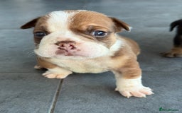 English Bulldog dogs for sale: Beautiful English bulldog puppies - Image 7