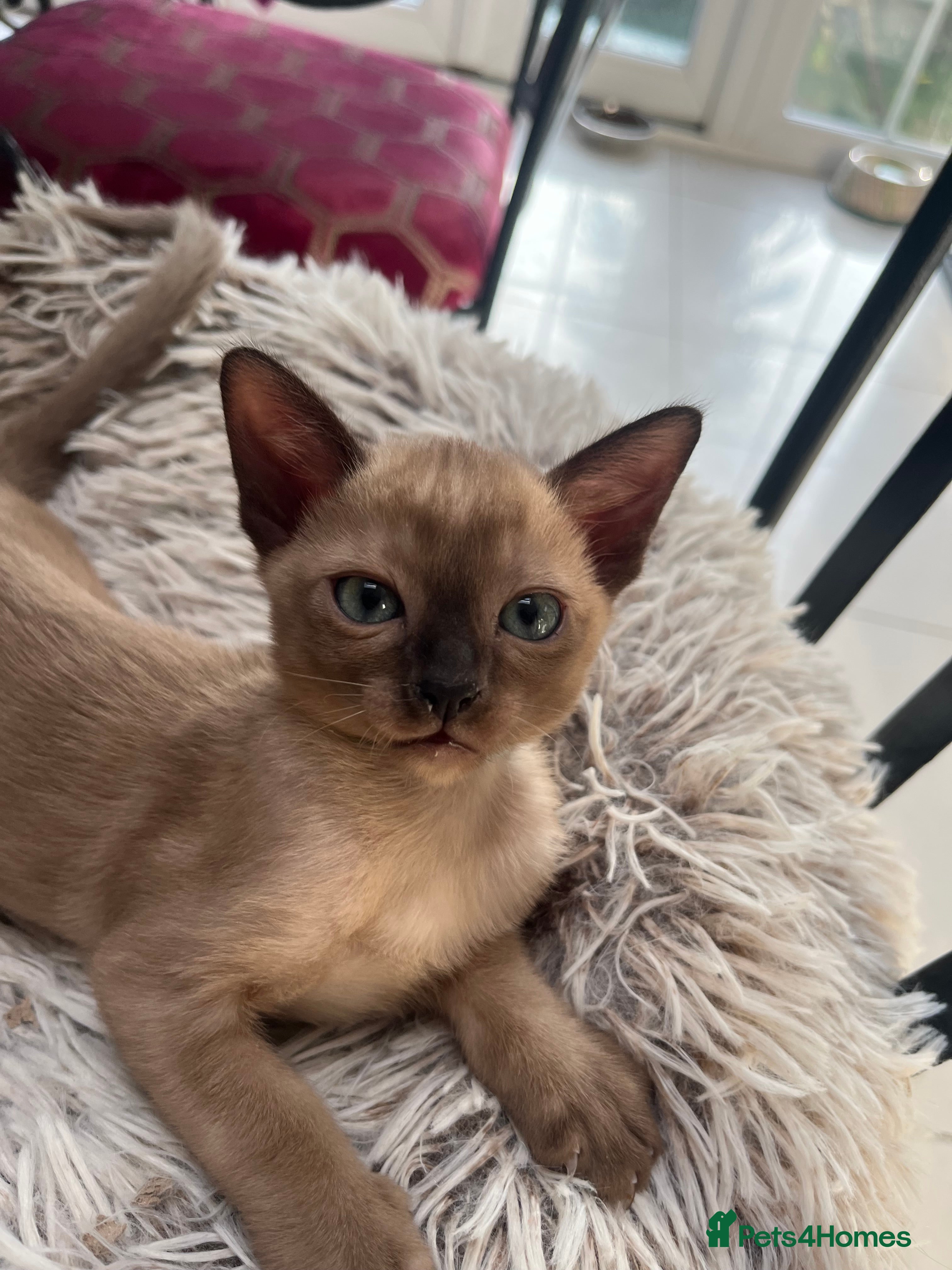 Tonkinese cats Tonkinese blue male tcr - Advert 2