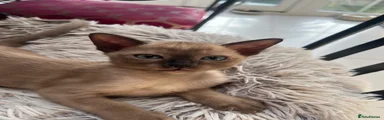 Tonkinese 2