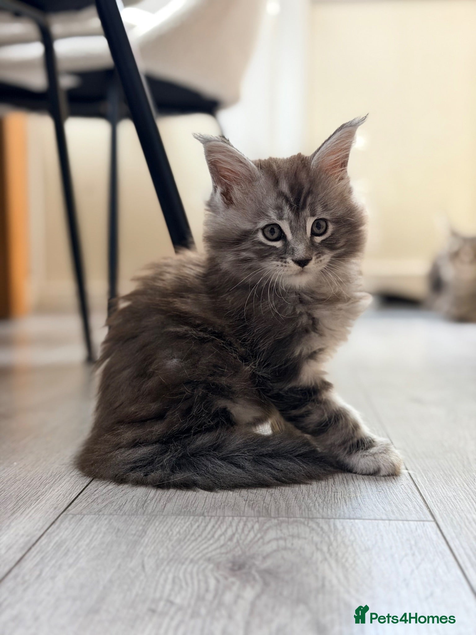 Maine Coon cats ❤️ Maine Coon kittens TICA registered ❤️ - Advert 1