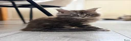 Maine Coon cats for sale: ❤️ Maine Coon kittens TICA registered ❤️ - Advert 1