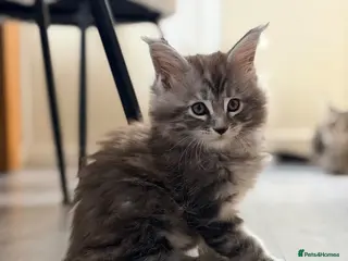 Maine Coon cats ❤️ Maine Coon kittens TICA registered ❤️ - Advert 1