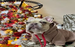 French Bulldog dogs for sale: French bulldog  - Advert 10