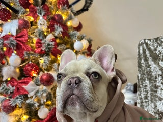 French Bulldog dogs French bulldog - Advert 2