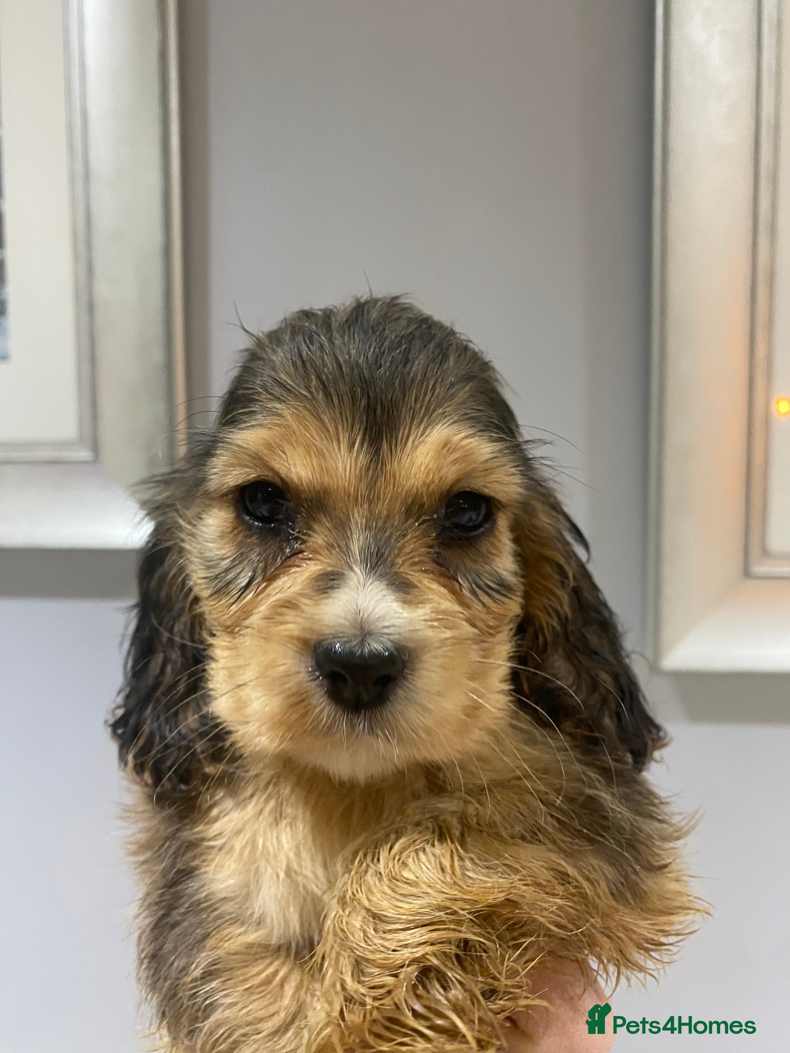 Cocker Spaniel dogs KC SHOW TYPE COCKER REGISTERED - Advert 1