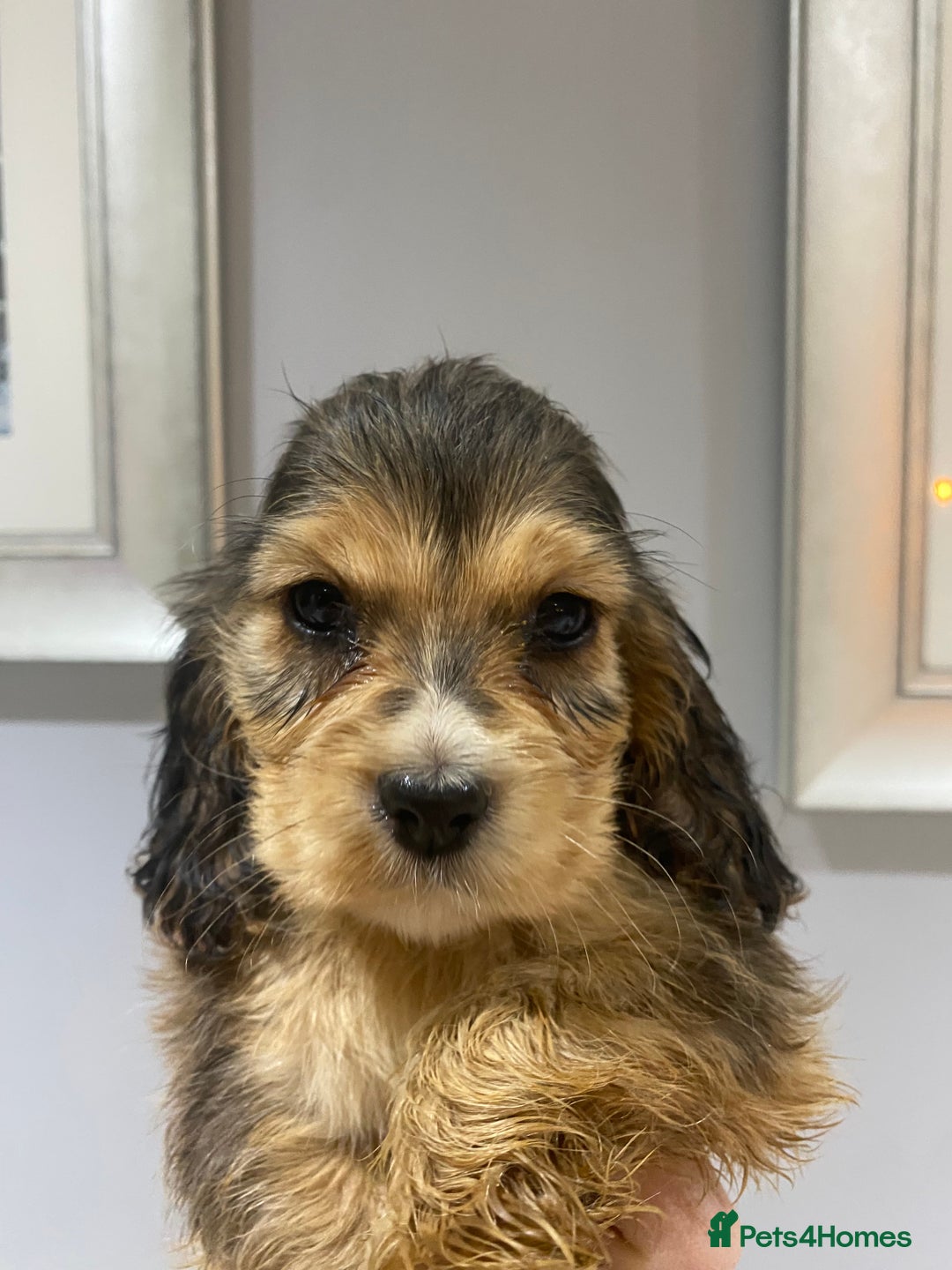 Cocker Spaniel dogs for sale: KC SHOW TYPE COCKER REGISTERED - Advert 4