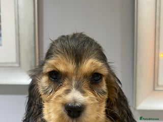 Cocker Spaniel dogs KC SHOW TYPE COCKER REGISTERED - Advert 1