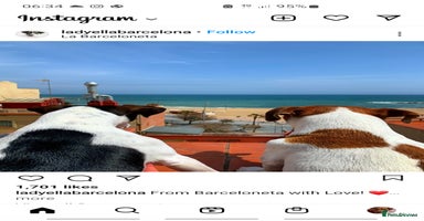 Jack Russell dogs - Advert 15