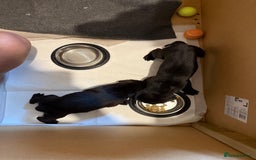 Mixed Breed dogs for sale: Weimadors - Weim/Lab mix - Beautiful puppies 1G 1B - Image 4