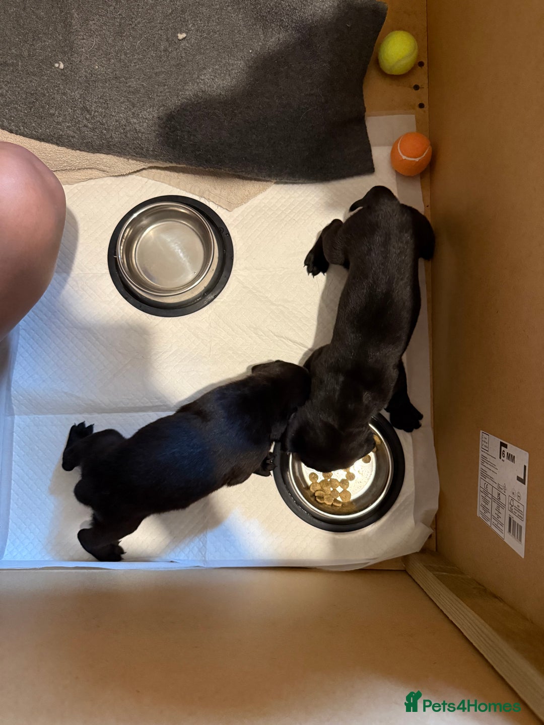 Mixed Breed dogs for sale: Weimadors - Weim/Lab mix - Beautiful puppies 1G 1B - Image 4