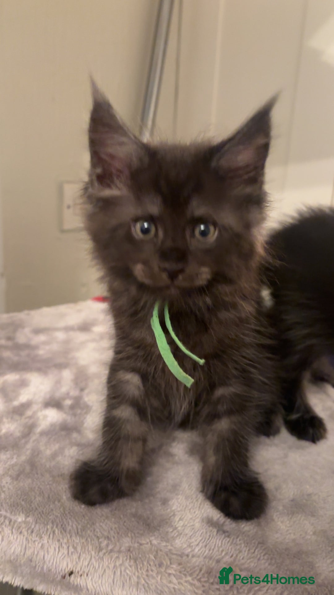 Maine Coon cats for sale: Mainecoon kittens  - Advert 2