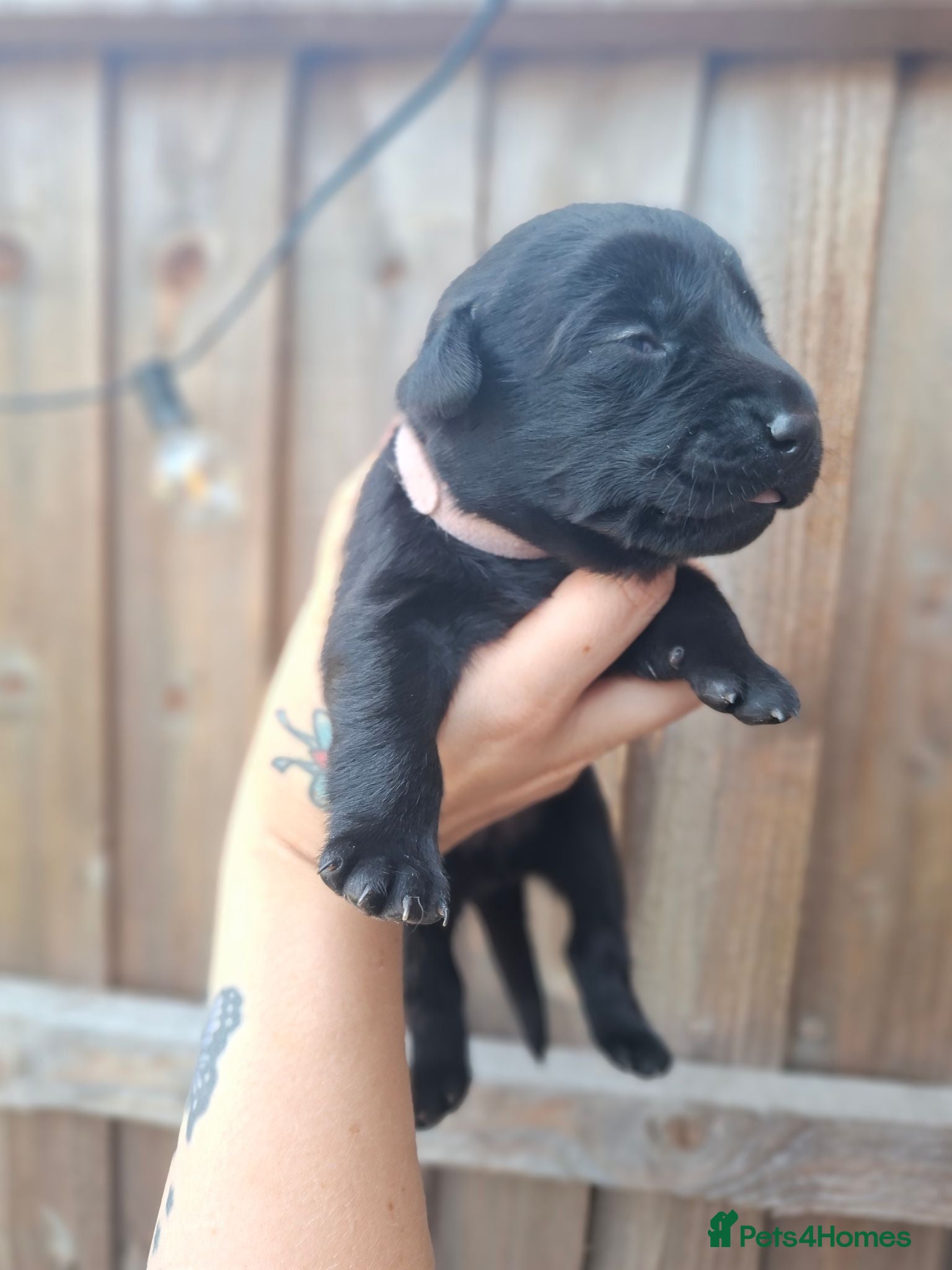 Labrador Retriever dogs Labrador puppies 1 left. 1 girl - Advert 18