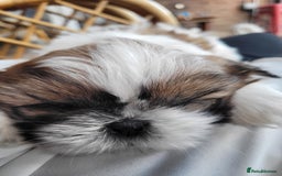 Shih Tzu dogs for sale: Lovely, most adorable, cutest puppy in town - Image 7