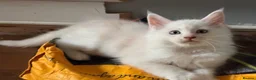 Maine Coon cats for sale: ✨🐾 MEET YOUR FUTURE MAINE COON COMPANION 🐾✨ - Advert 21