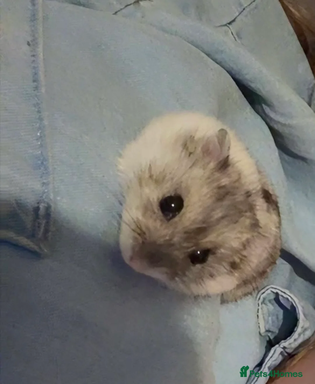 Hamster rodents for sale: Dwarf hamster  in Leicester - Advert 1