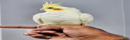 Cockatiels birds for sale: Beautiful baby hand tamed cockatiels for sale. - Advert 4