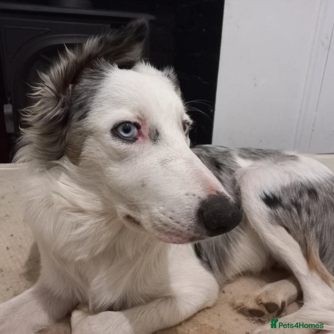 Australian Shepherd dogs for sale: 11 months old Australian Shepherd for sale - Advert 3