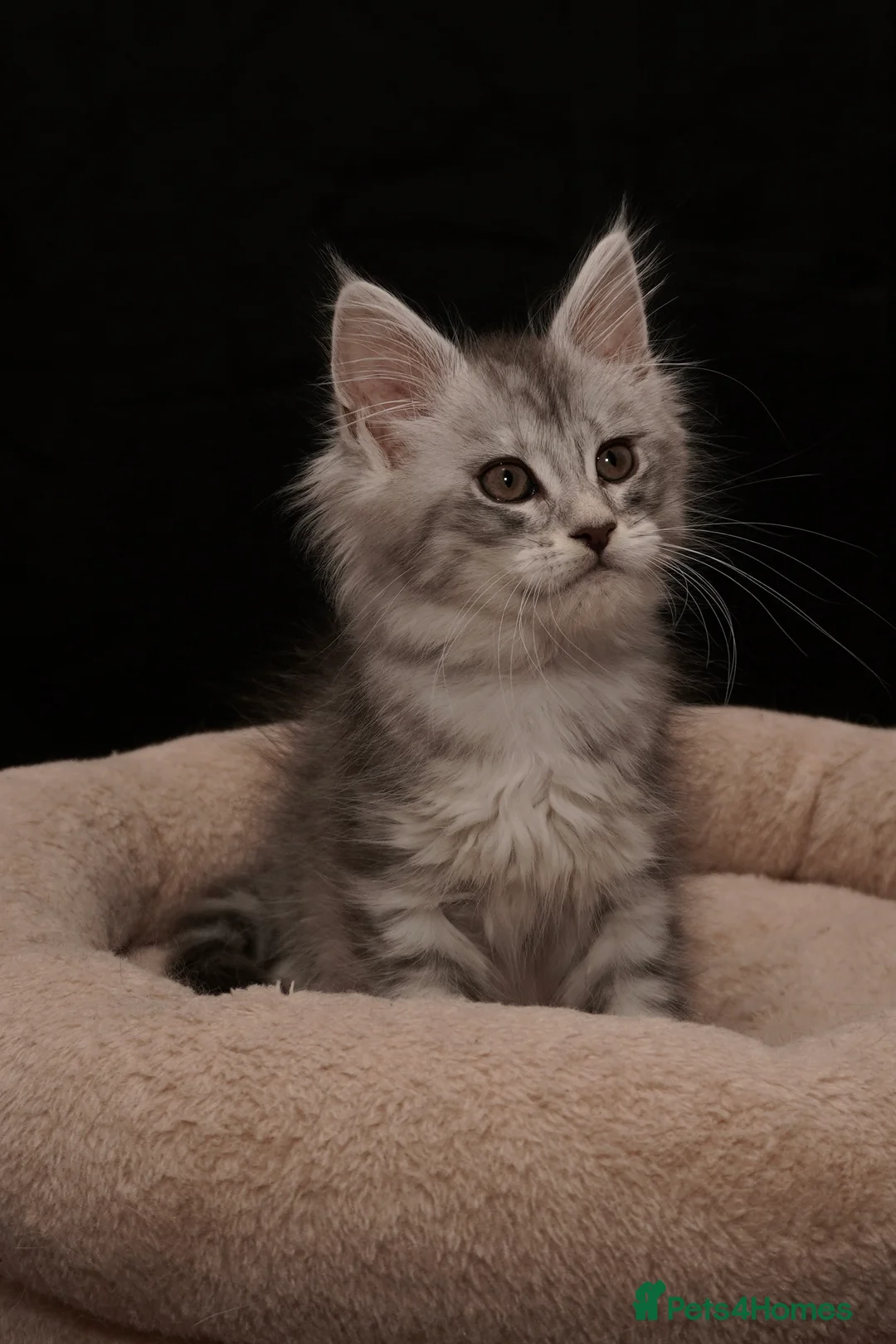 Maine Coon cats for sale: Black Silver classic tabby Mainecoon kittens - Advert 9