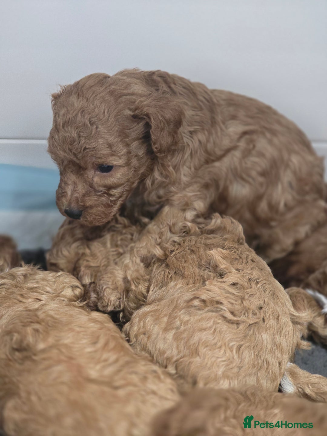Cavapoo dogs for sale: Miniature F1B Cavapoo puppies 1 Left - Image 27