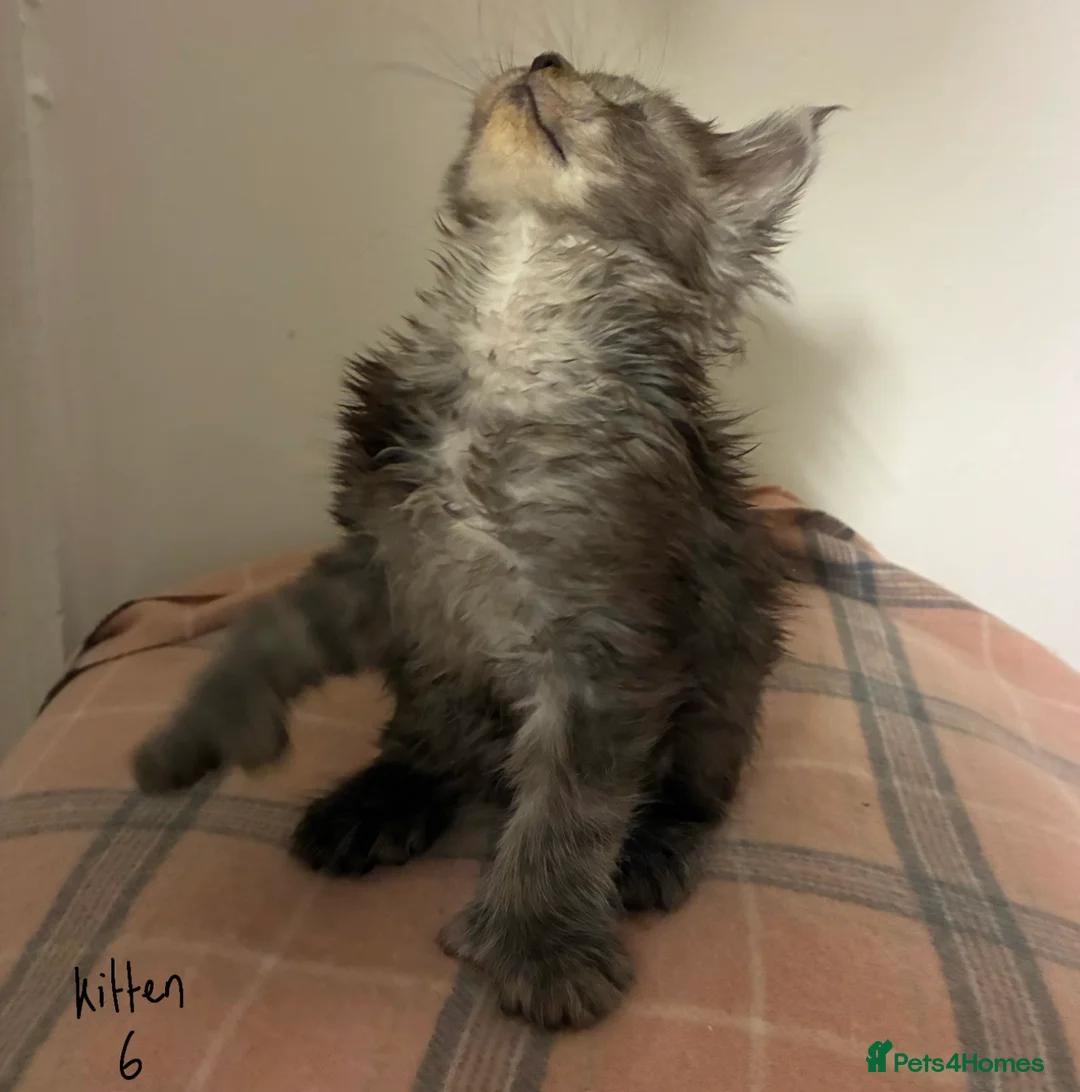 Maine Coon cats for sale: Polydactyl Maine Coon Kittens — TICA Registered  - Advert 12