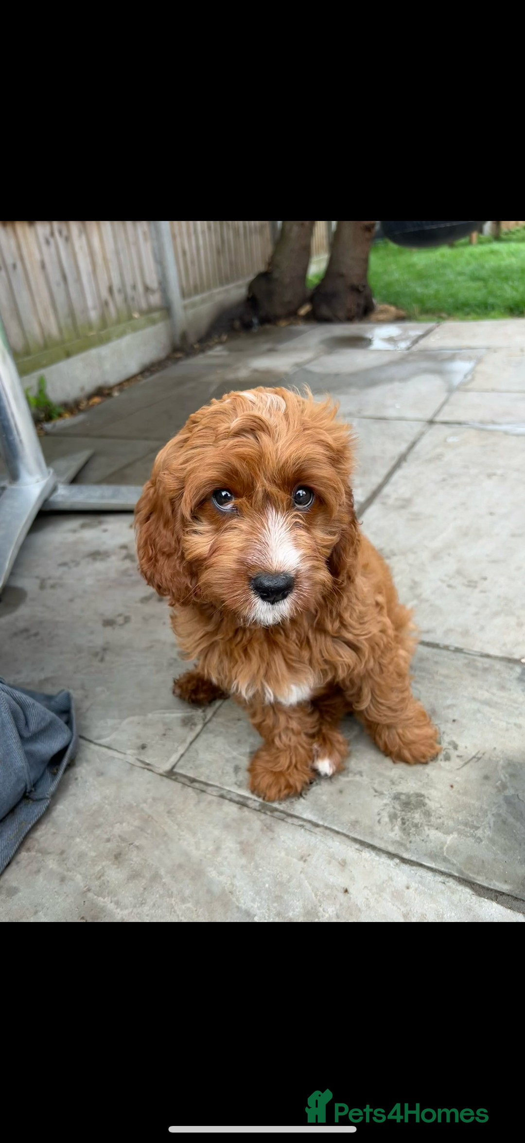 Cavapoo dogs for sale: Cavapoo F1b puppies due in December - Image 16