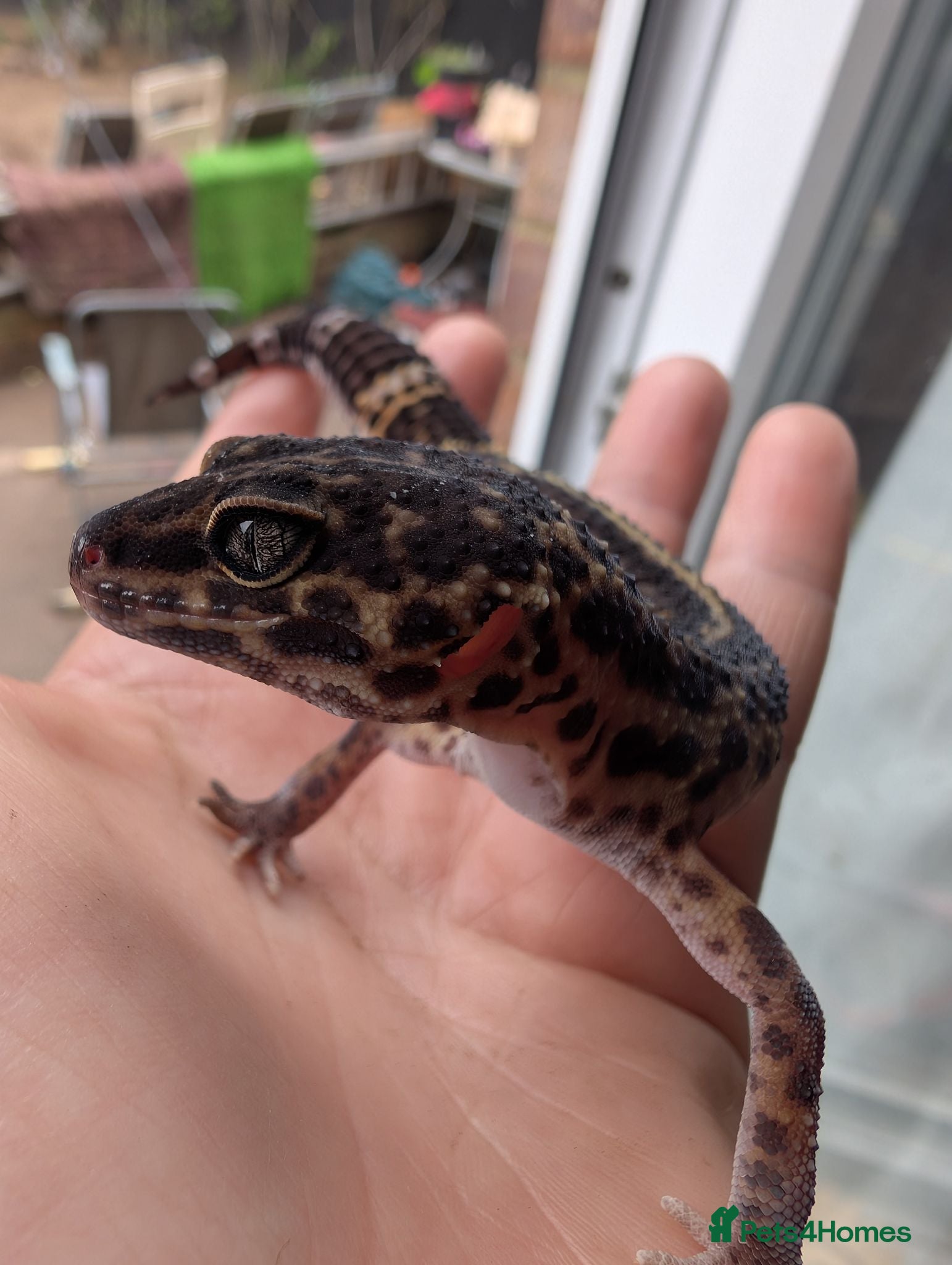 Mixed Breed reptiles Various reptiles looking for new homes  - Advert 6