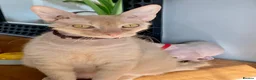 Mixed Breed cats for sale: Rehome Our Charming 5-Year-Old Sphynx in Seaham - Advert 9