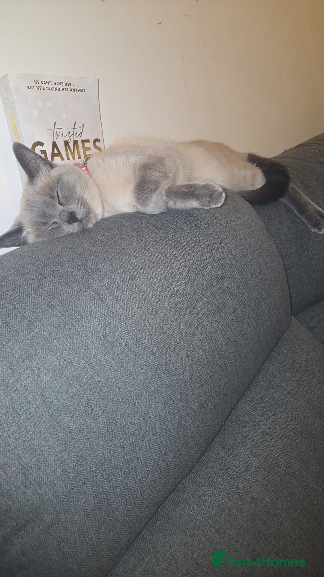 Ragdoll cats for sale: Female Ragdoll- READ DESCRIPTION - Image 5