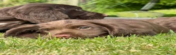 Sprocker dogs for sale: Sprocker ( Springer x Cocker ) pups for sale - Advert 12