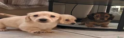 Dachshund dogs for sale: Kc Stunning Miniature Dachshunds  - Advert 17