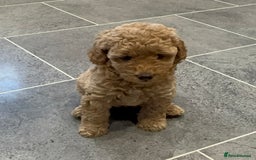 Miniature Poodle dogs for sale: Stunning Miniture Poodles - Image 19