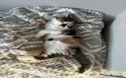Mixed Breed cats for sale: 2 kittens  - Image 3