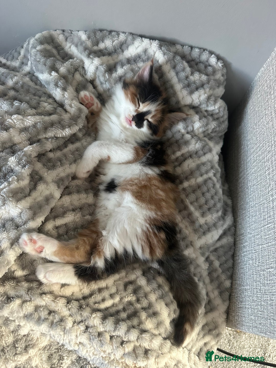 Mixed Breed cats for sale: 2 kittens  - Image 3