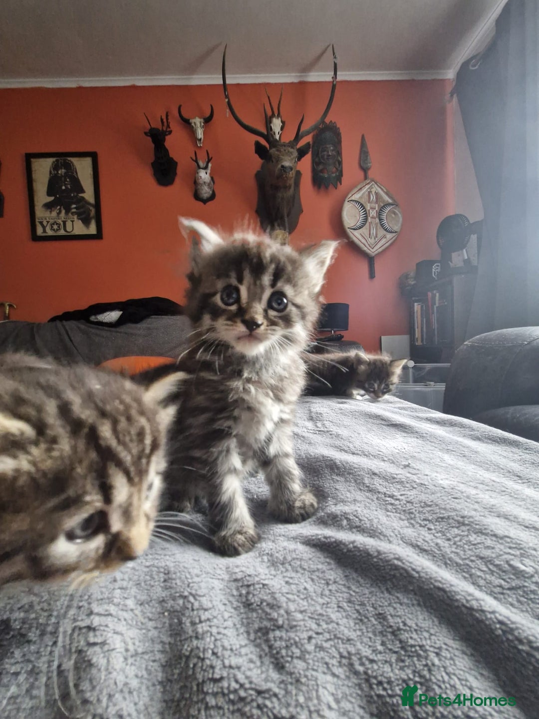 Maine Coon cats for sale: 3 main coon mix kittens - Image 4