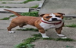 Staffordshire Bull Terrier dogs for sale: 🥨THE BEST OF BOTH WORLDS🥨 - Image 3