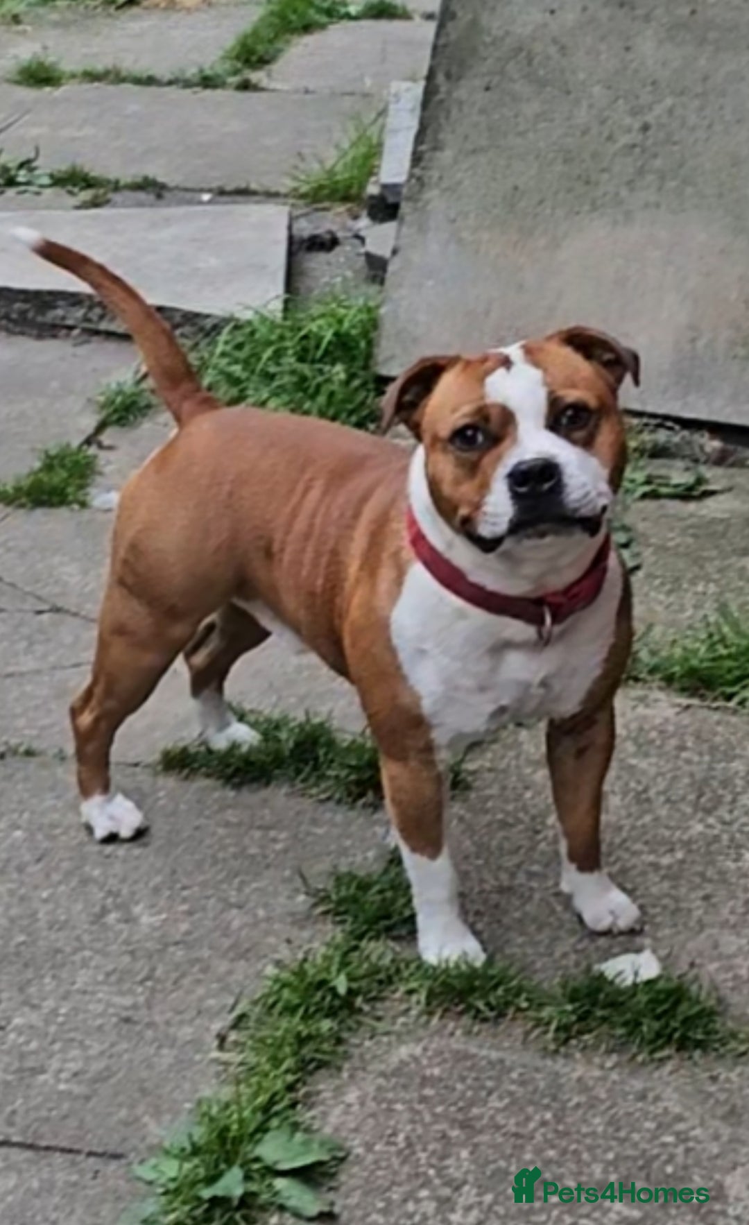 Staffordshire Bull Terrier dogs for sale: 🥨THE BEST OF BOTH WORLDS🥨 - Image 3