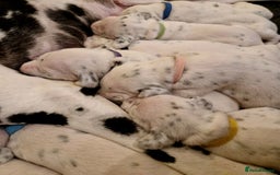 Dalmatian dogs for sale: **Beautiful litter of 11 KC Dalmatians** - Image 20