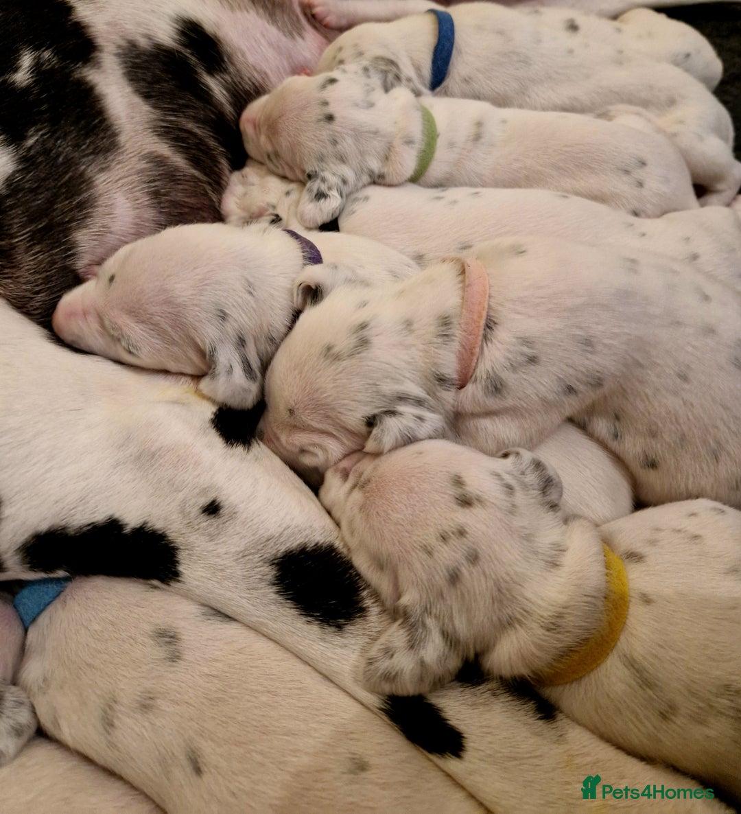 Dalmatian dogs for sale: **Beautiful litter of 11 KC Dalmatians** - Image 20