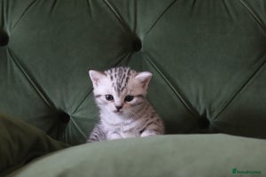 British Shorthair cats - Advert 15