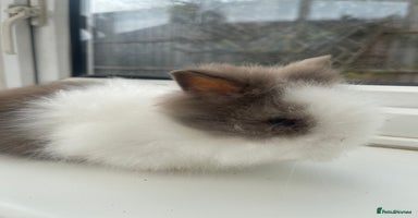 Lionhead rabbits - Advert 12