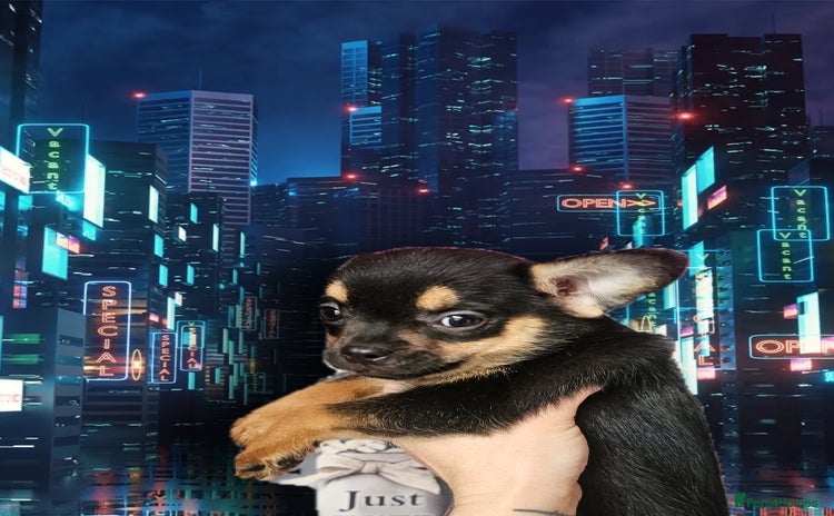 French Bulldog dogs - Advert 11