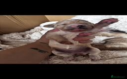 Cavapoo dogs for sale: Gorgeous little Caverpoo babies - Image 2