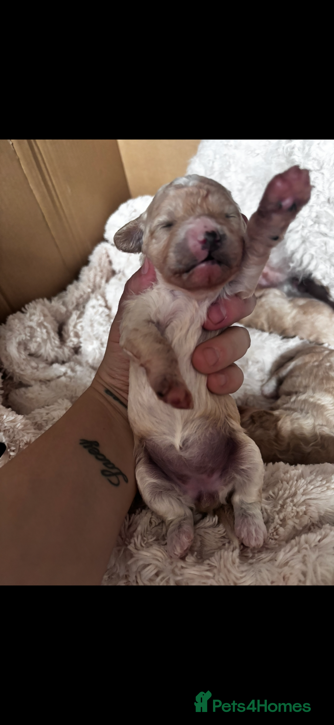 Cavapoo dogs for sale: Gorgeous little Caverpoo babies - Image 2